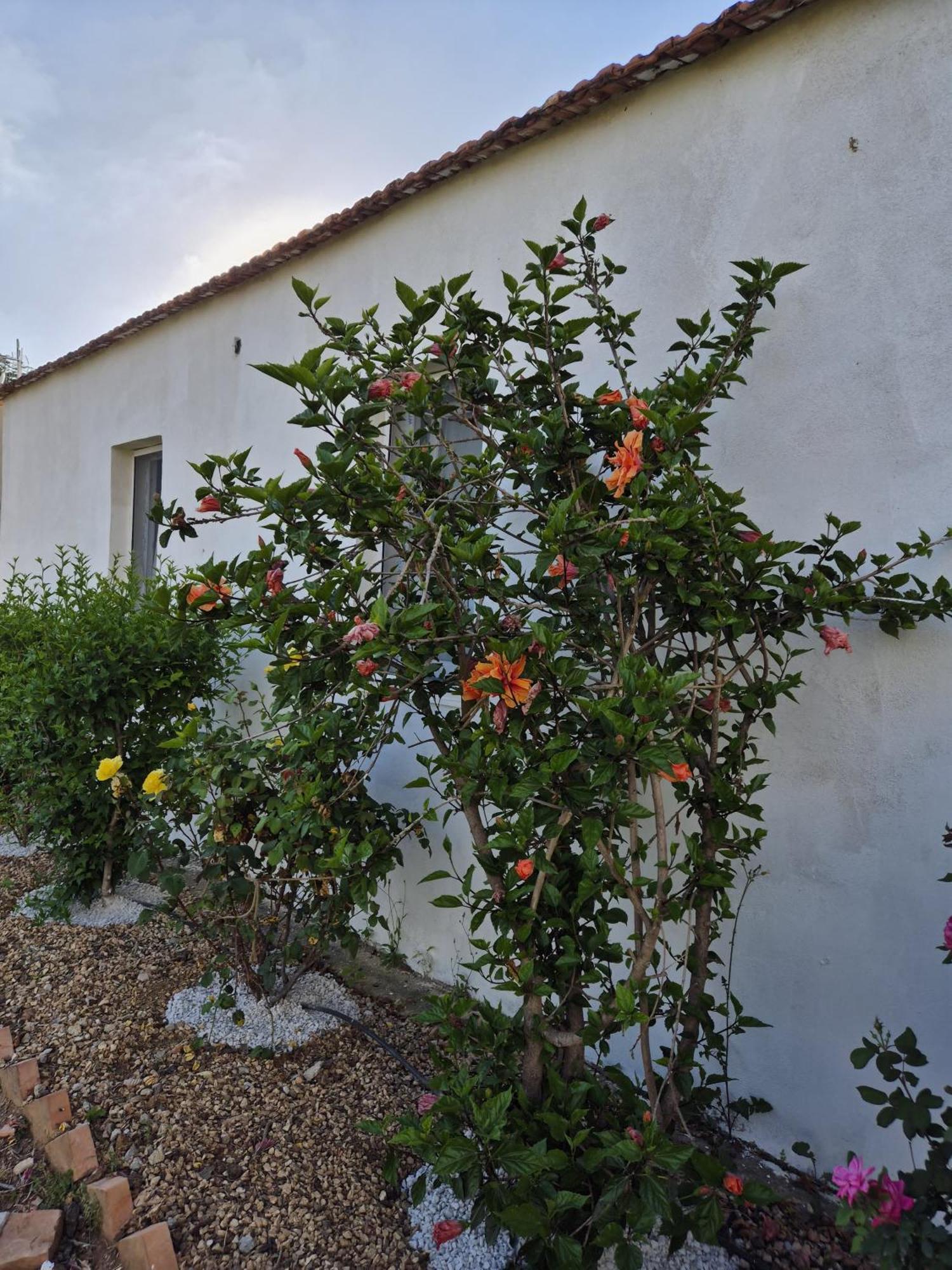 Villa Elvira Country House เบลเวเดเร มาริตตีโม ภายนอก รูปภาพ